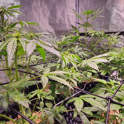 G14 - 1 growlog timeline photo