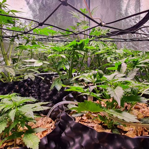 G14 - 1 growlog timeline photo