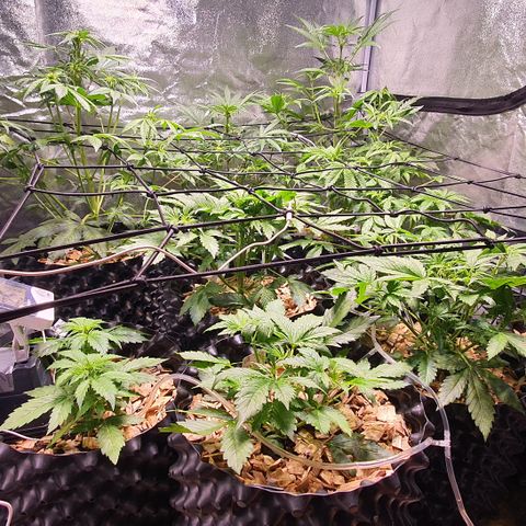 G14 - 1 growlog timeline photo