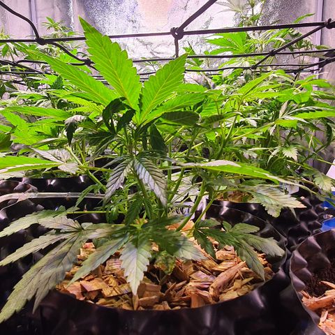 G14 - 1 growlog timeline photo