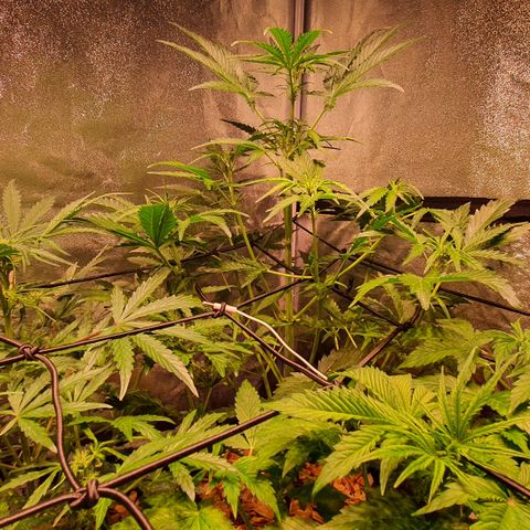 G14 - 1 growlog timeline photo