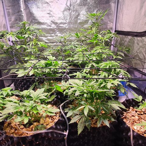 G14 - 1 growlog timeline photo