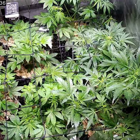 G14 - 1 growlog timeline photo