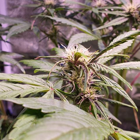 Blackberry growlog timeline photo