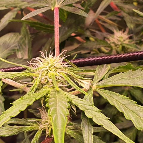 CBD Auto 20:1 growlog timeline photo