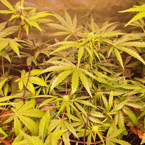 CBD Auto 20:1 growlog timeline photo