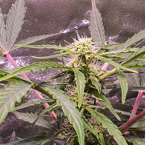 CBD Auto 20:1 growlog timeline photo