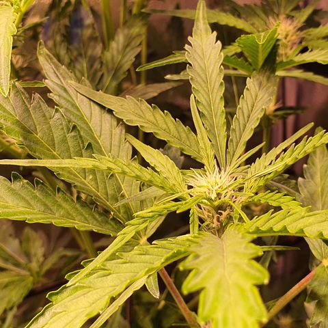 G14 - 1 growlog timeline photo
