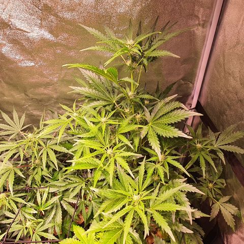 G14 - 1 growlog timeline photo
