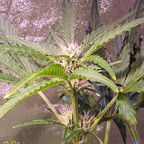 G14 - 1 growlog timeline photo