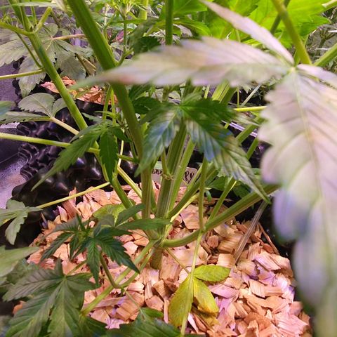 Blackberry growlog timeline photo