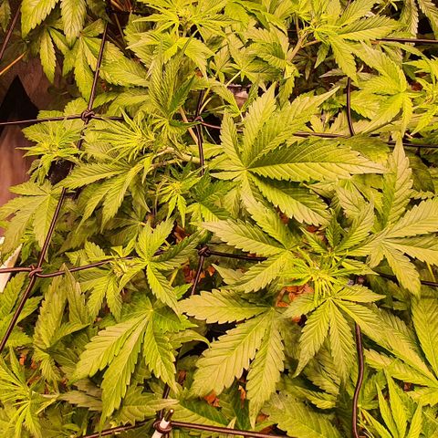 Blackberry growlog timeline photo