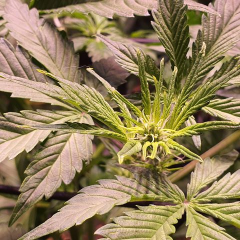 Blackberry growlog timeline photo