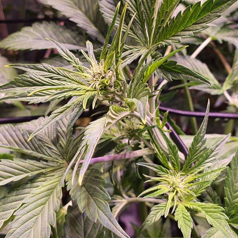 Blackberry growlog timeline photo