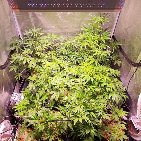 G14 - 1 growlog timeline photo