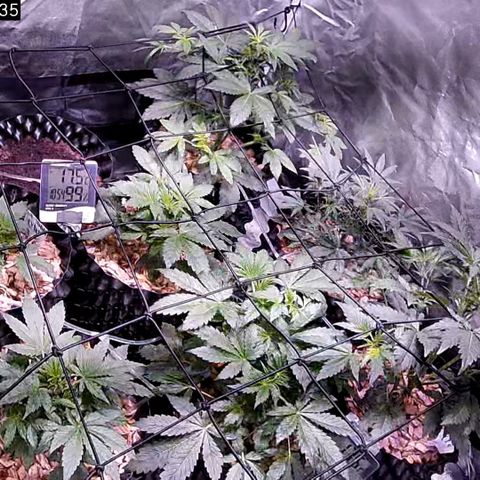 G14 - 1 growlog timeline photo