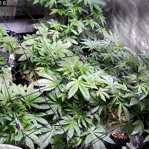 G14 - 1 growlog timeline photo