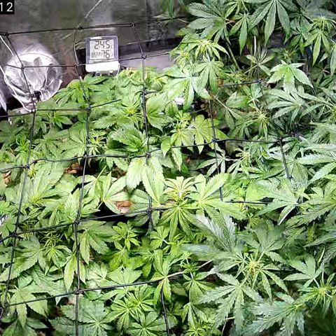 G14 - 1 growlog timeline photo