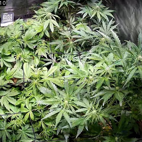 G14 - 1 growlog timeline photo