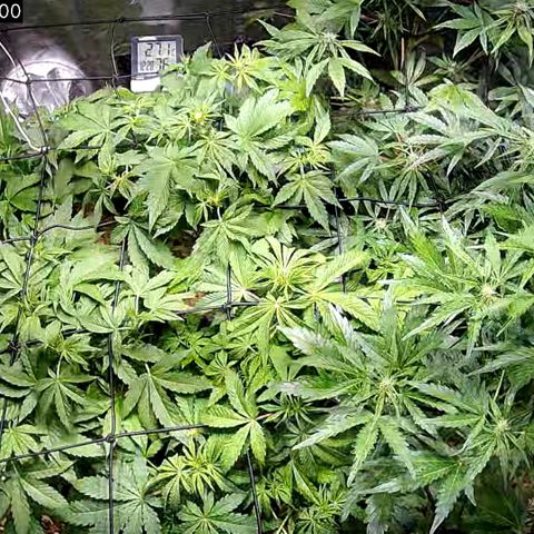 G14 - 1 growlog timeline photo