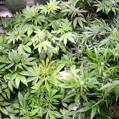 G14 - 1 growlog timeline photo