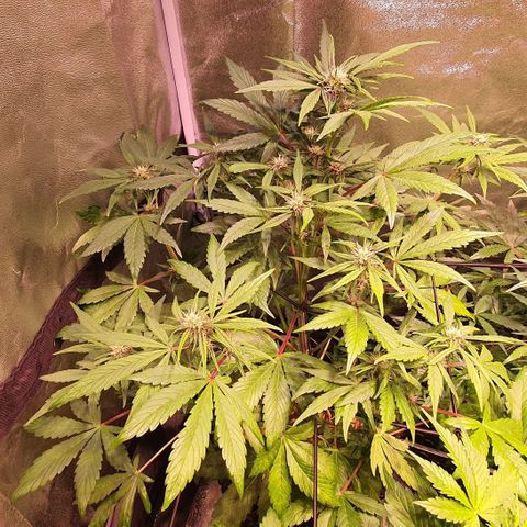 LSD-25 growlog timeline photo