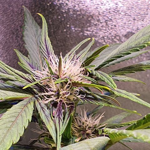 LSD-25 growlog timeline photo