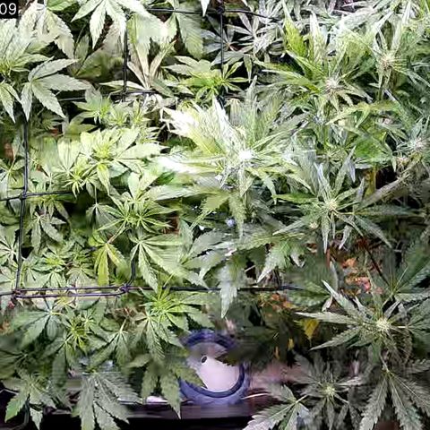 G14 - 1 growlog timeline photo