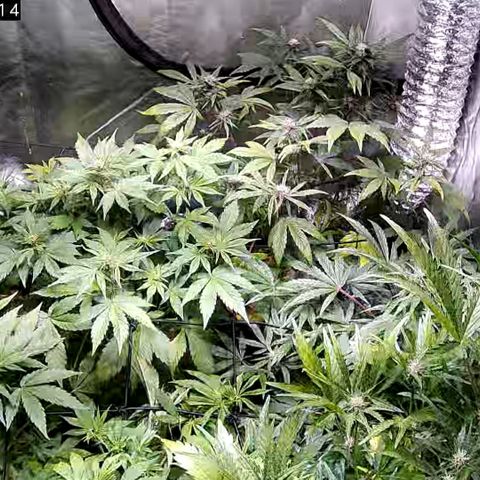 G14 - 1 growlog timeline photo
