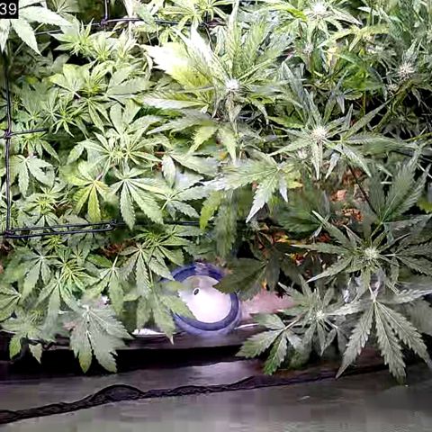 G14 - 1 growlog timeline photo