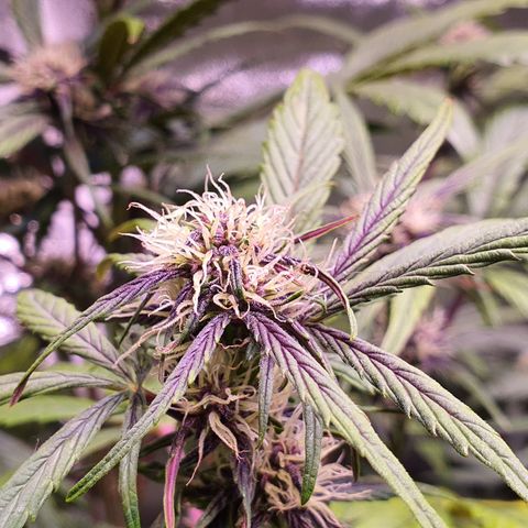 LSD-25 growlog timeline photo