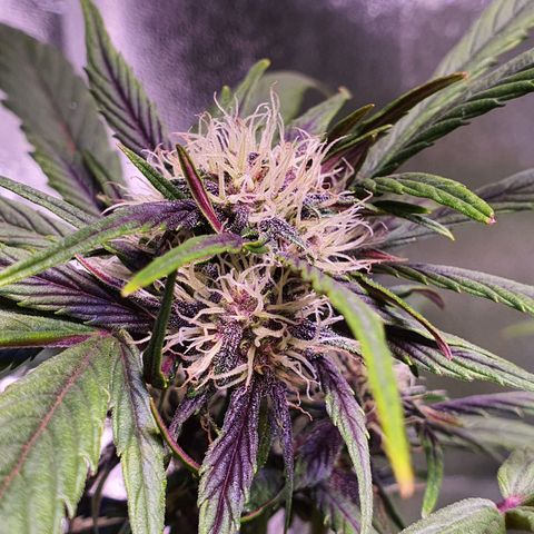 LSD-25 growlog timeline photo
