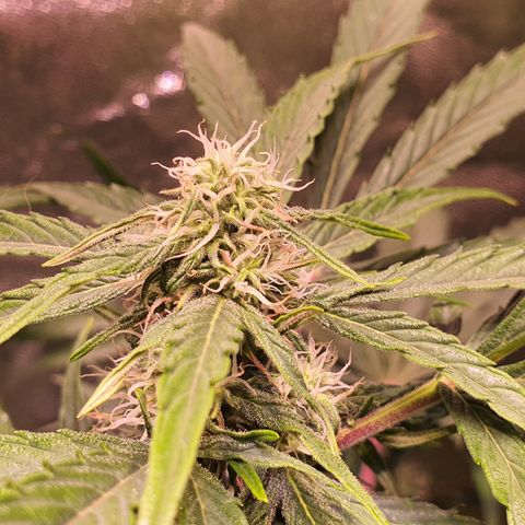CBD Auto 20:1 growlog timeline photo