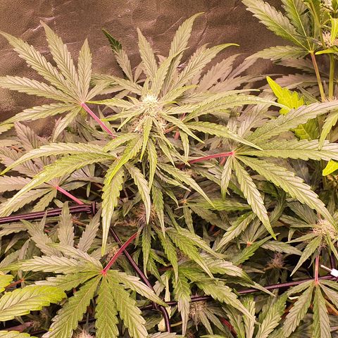 CBD Auto 20:1 growlog timeline photo