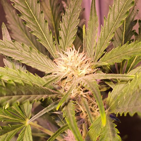 G14 - 1 growlog timeline photo