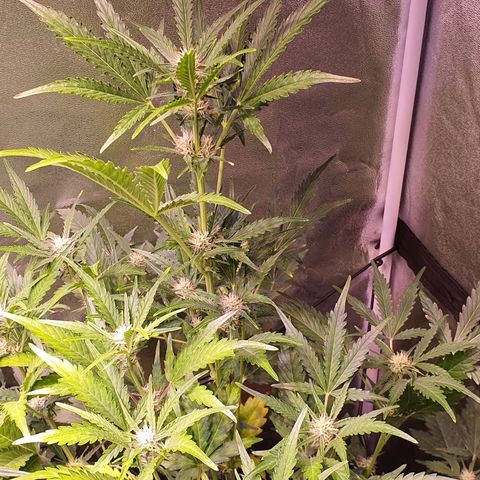 G14 - 1 growlog timeline photo