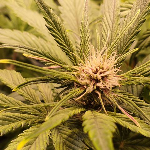 Blackberry growlog timeline photo