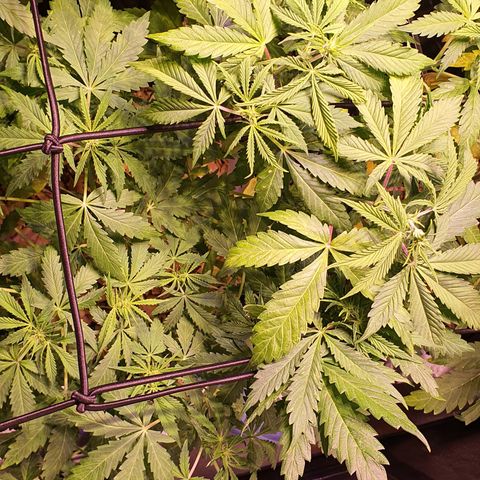 Magnum - 3 growlog timeline photo