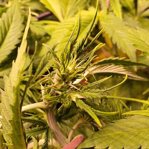 Magnum - 3 growlog timeline photo