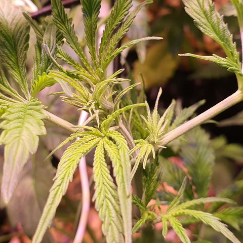 Wild Thailand Ryder - 1 growlog timeline photo