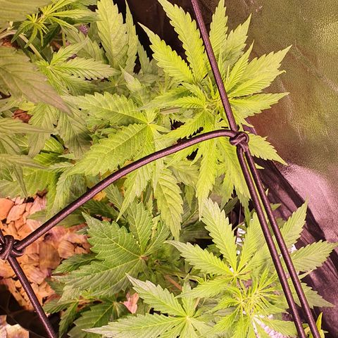 AutoMazar growlog timeline photo
