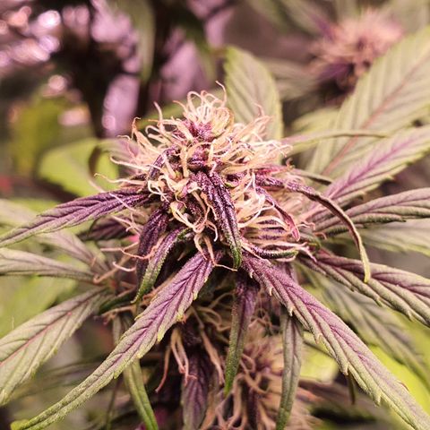 LSD-25 growlog timeline photo