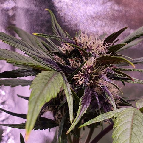 LSD-25 growlog timeline photo
