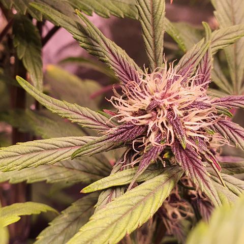 LSD-25 growlog timeline photo