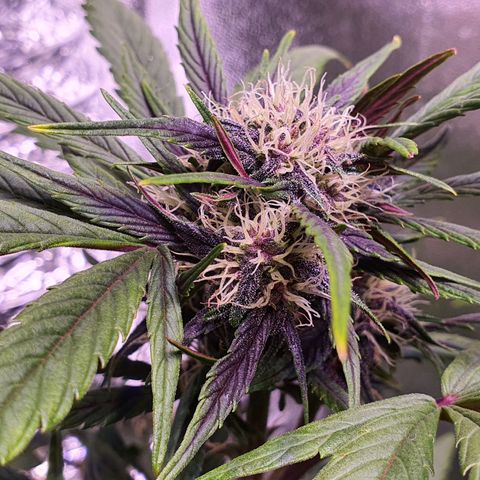 LSD-25 growlog timeline photo