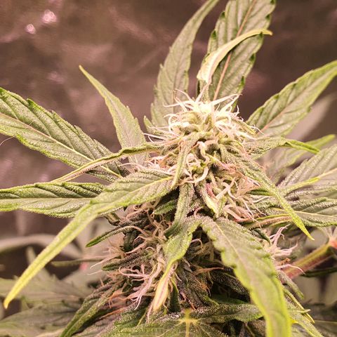 CBD Auto 20:1 growlog timeline photo