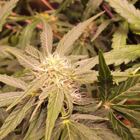 CBD Auto 20:1 growlog timeline photo