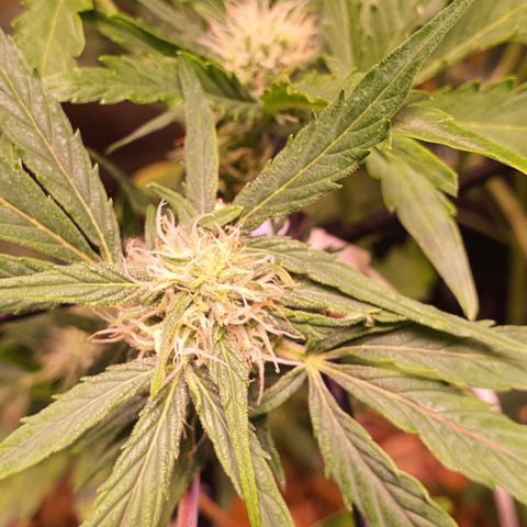 CBD Auto 20:1 growlog timeline photo