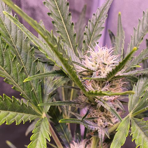G14 - 1 growlog timeline photo