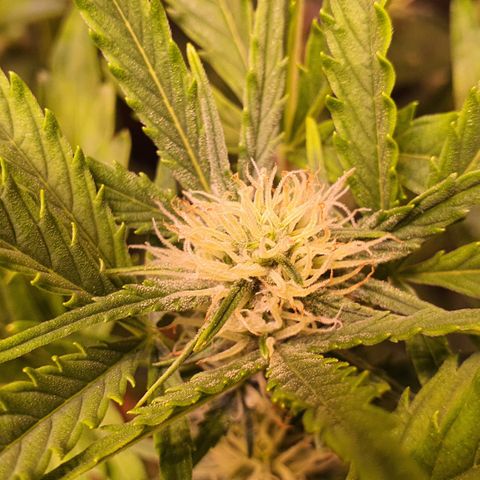 G14 - 1 growlog timeline photo